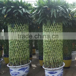 Lucky Bamboo ( Dracaena Sanderiana) Cage Shape Indoor Plant 200-220cm thumbnail-2