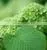 Artificial Green Hydrangea Flowers Trade From Yunnan China thumbnail-6