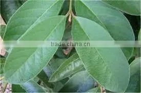 Psidium Leaf thumbnail-1