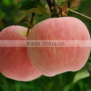 20 KG/CTN 1155 CTNS/FCL (40 FT RH)High Quality Chinese Fresh Red Apple thumbnail-2