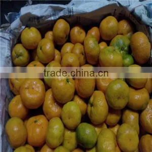 Fresh Sugar Mandarin thumbnail-1