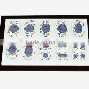 Animal Mitosis and Meiosis Model thumbnail-1