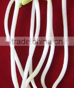 Factory Price Automatic Bean Sprout Growing Machine for Sale thumbnail-3