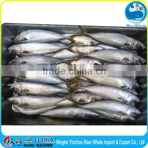 Best Quality Fresh Scomber Japonicus Mackerel thumbnail-2