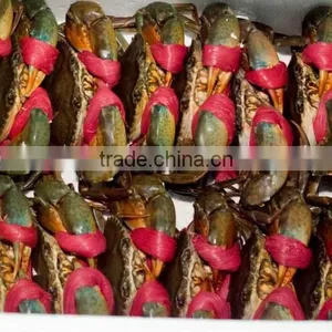 Live Mud Crab (Male, Female, Eggs) thumbnail-1