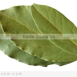 Laurel Leaf Oil thumbnail-2