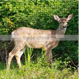 Bi-oriented Plastic Deer Fencing Net thumbnail-1