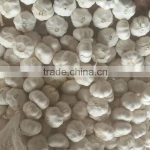 New Season Normal White Garlic thumbnail-3