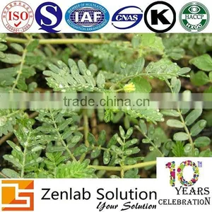 Puncture Vine Powder Extract thumbnail-1