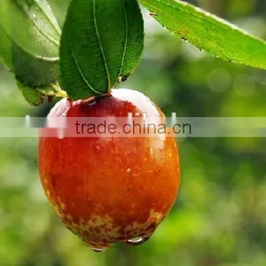 Factory Supply Red Jujube Oil thumbnail-1
