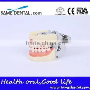 Detachable Dentition Model for School Education Dental Model thumbnail-3