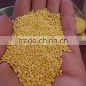 UKRAINIAN HULLED MILLET thumbnail-2