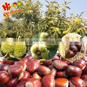 Wholesale Chestnut Raw Sweet Fresh Chestnut Kernel thumbnail-1