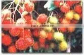 Rambutan thumbnail-1