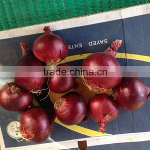 Fresh Yellow Onion Exporters in Egypt thumbnail-4