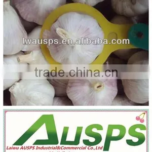 First Grade Fresh Pure White Garlic thumbnail-5