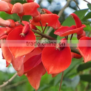 Erythrina Crista-galli Linn thumbnail-2