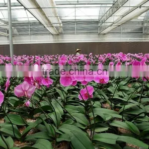 Multi Functional Vegetable Greenhouse Covered By Plastic Polythene Film thumbnail-4