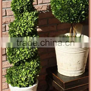 Boxwood Spiral Boxwood Sphere Preserved Topiary thumbnail-4