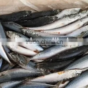 Frozen Mackerel For Macking Sushi thumbnail-1