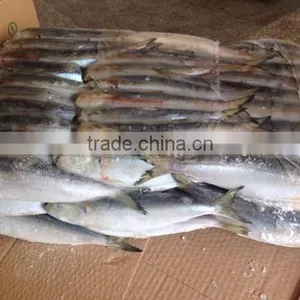 Sardine for Bait on Sale thumbnail-1