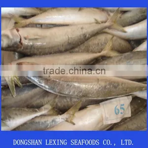 Scad Mackerel thumbnail-1