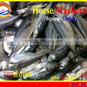 W/R FROZEN HORSE MACKEREL thumbnail-4
