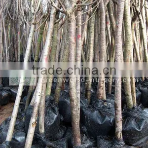 Prunus Serrulata Plants thumbnail-1