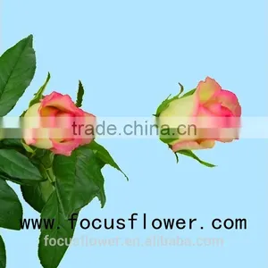 Environmental Flowers Artificial Red Rose Flower Hopeshow in Good Service From China Wholesale Fresh Cut Flowers thumbnail-3
