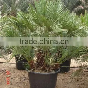 Chamaerops Humilis Cerifera thumbnail-5