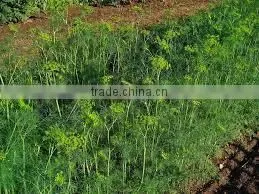 DILL SEED EXTRACT thumbnail-4
