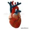 Sell Human Organ Model thumbnail-1