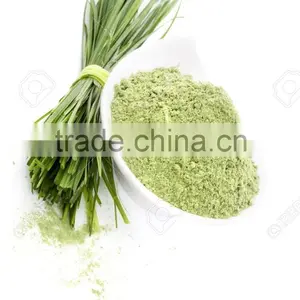 Fine Quality Wheat Grass Powder For OEM thumbnail-3