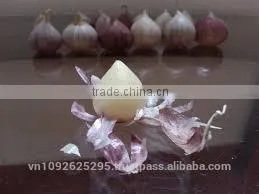 GARLIC/NICE GARLIC/NATURAL GARLIC/FRESH GARLIC thumbnail-6