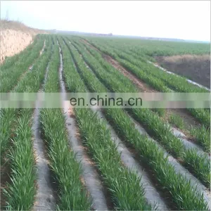 Agriculture Biodegradable Plastic Weed Control Mat thumbnail-4