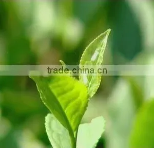 Best Price Tea Theaflavins thumbnail-1