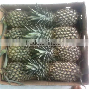 Fresh Queen Extra Sweet Pineapples Supply All Year thumbnail-1