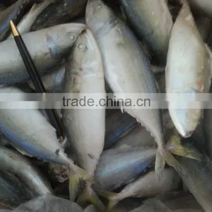 Frozen Indian Mackerel thumbnail-1