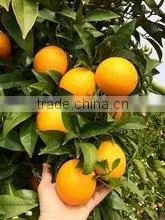 CITRUS FRUITS thumbnail-2