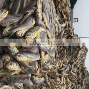 Marine Fresh Seafood Fish Yellow Croaker thumbnail-5
