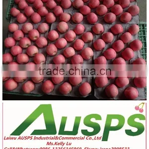 Fuji Apple Exporter in China thumbnail-3