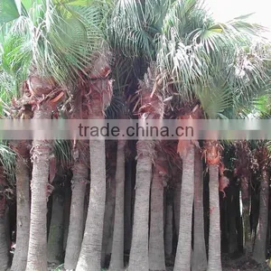Palm Trees Livistona Chinensis (Jacq.) R. Br thumbnail-1