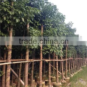 Big Size Bischofia Polycarpa Tree Seedling From China thumbnail-1