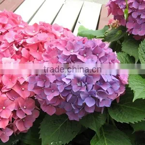 The Shrub Plant Hydrangea Macrophylla Seedling thumbnail-2