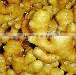 A Grade Fresh Ginger thumbnail-1
