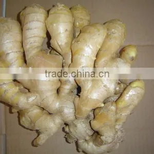 Air Dried Fresh Gingers Supplier thumbnail-1