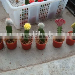 Mini Cactus thumbnail-1