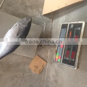 Hot Sale Whole Round Seafrozen High Quality Bonito Tuna thumbnail-2