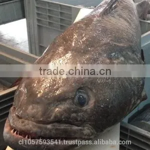 Patagonian Toothfish or Real Chilean Seabass thumbnail-1