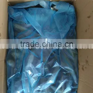 China Frozen Horse Mackerel Fish Yellow Tail Fishing Trawlers thumbnail-5